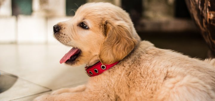 House training a puppy