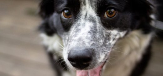 Older dogs need professional training