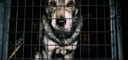 Featured Image Crate Training