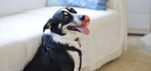 House Train an Older Dog Featured Image