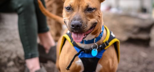 Featured image to illustrate finding a good dog trainer