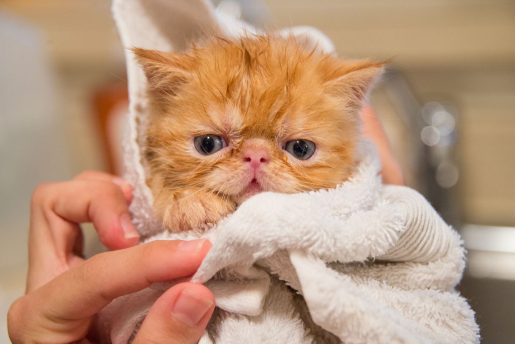 Illustrating a cat being dried off after being given a bath