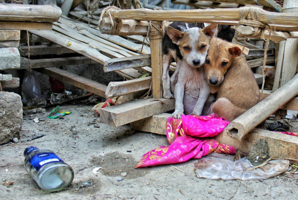 Helping a stray dog by gaining trust
