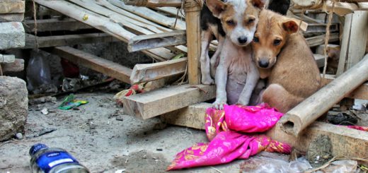 A couple of puppies illustrating what a homeless dog looks like
