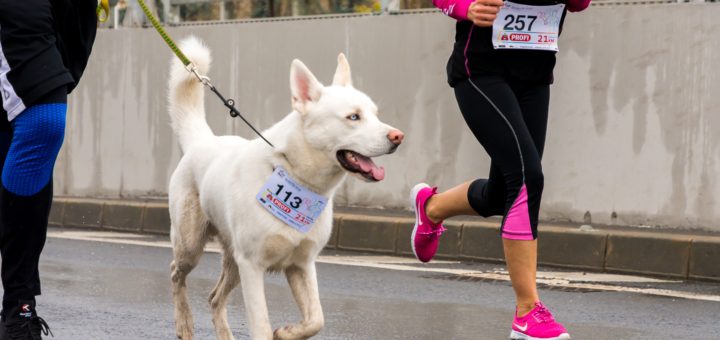 Rescue Dog Going for a Run
